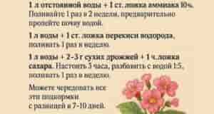 Хотите, чтобы ваши цветы росли, как на дрожжах — буквально? Попробуйте три супер подкормки,…