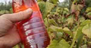 В октябре-ноябре смешиваю в бутылке 3 средства для обработки сада от вредителей и болезней….