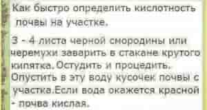 Как правильно определить кислотность почвы