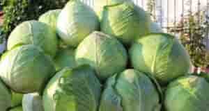 Капуста не гниёт, сохраняется до свежего урожая Срезайте кочаны в сухую погоду, удалите верхние…