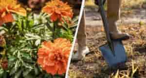 Зачем закапывать бархатцы в грядки? Бархатцы являются отличным антисептиком для почвы. В течении зимы…