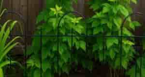 Горчица для малины 1. Польза горчицы для малины * Улучшение структуры почвы: Горчица является…