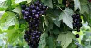 Мoщное удобрение для смородины — подсыпали и забыли на год, ягода попрет ведрами! Никакие…