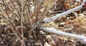 ПОСЛЕДНЯЯ ОСЕННЯЯ ОБРАБОТКА КРЫЖОВНИКА, СМОРОДИНЫ И ПЛОДОВЫХ ДЕРЕВЬЕВ Сохраните, чтобы не потерять! Обработка ягодников…