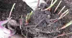 Пионы пересаживают в конце лета. Куст выкапывают с помощью вил, большой лопаты или даже…