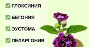 6 лучших цветов для посадки в ноябре ГЛОКСИНИЯ Это номер 1 в моем списки….