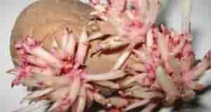 Моя мама очень долго мучилась болью в коленях. Врачи ставили диагноз артрит, острое воспаление…