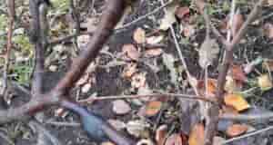 Уважаемые садоводы! Обнаружила на вишне вот такое сразу в пяти местах — камедь. Остальные…