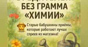 Хочешь, чтобы грядкu цвелu без хuмuu — u нu одной тлu не было в…