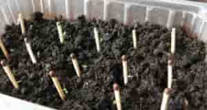 СПОСОБ ПОСЕВА ПЕТУНИИ СО СПИЧКАМИ Семена расходуются экономно и не требуется прореживания. Этот способ…