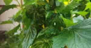 Как избавиться от тли на смородине? Помогите пжт! . Купили смородину 4 года назад….