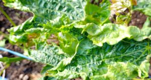 Здраствуйте. Скажите пожалуйста что с молодым виноградом. Как лечить?