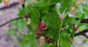 КРАСНЫЕ ВЗДУТИЯ НА СМОРОДИНЕ — Галловая тля. На просторах интернета вы увидите массу рекомендаций…