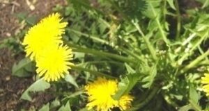 Как избaвиться от одувaнчиков?! Дачникам на заметку! Чтобы избавиться от одуванчиков потребуется много усилий…