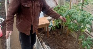 Смотрите, какие шикарные помидоры вырастил 98-летний Василий Гаврилович, скоро краснеть начнут! Фото: газета «Искра»,…