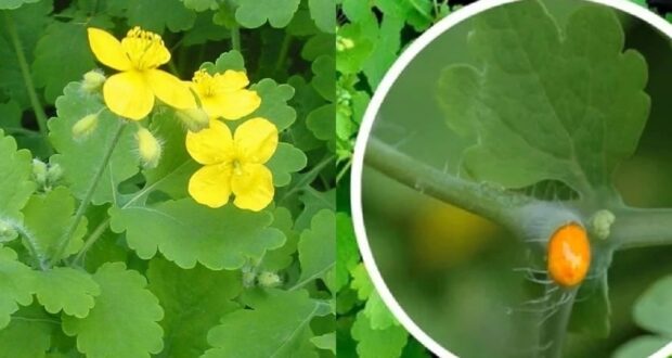 Забытые свойства чистотела при лечении онкологии и не только. Чистотел — многолетнее растение семейства…