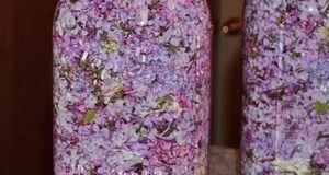 Сирень в народной медицине: полезные свойства и способы применения Сирень обыкновенная содержит: Эфирные масла…