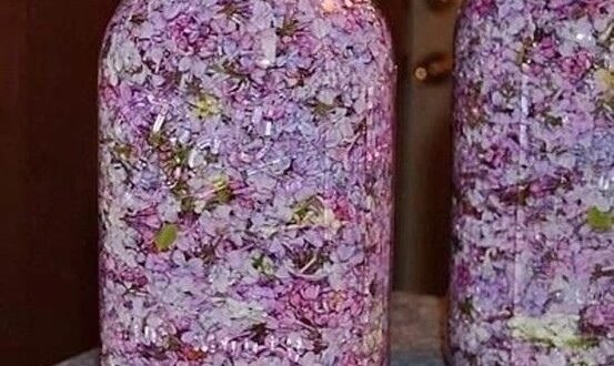 Сирень в народной медицине: полезные свойства и способы применения Сирень обыкновенная содержит: Эфирные масла…