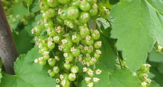 Чем подкормить смородину в мае В мае смородину нужно подкармливать, чтобы обеспечить рост, цветение…