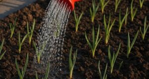 Подкормка чеснока в мае поможет избежать пожелтения листьев. Часто пожелтение листьев у чеснока связано…