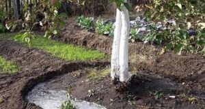 Чем лучше подкармливать яблони, начиная с апреля? В середине апреля первый раз удобряем яблони….