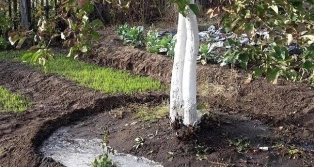 Чем лучше подкармливать яблони, начиная с апреля? В середине апреля первый раз удобряем яблони….