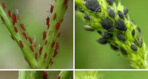 Искореняем тлю в огороде насовсем 1. Водка. Подходит самая дешевая. Просто налейте в пульверизатор…