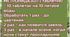 Рецепты от фитофторы