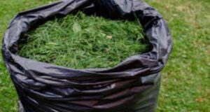 У меня от такой подкормки лук по кулаку растет, да и всё остальное бушует!…