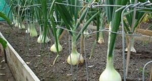 Подкормите лучок нашатырем Сохраните, чтобы не потерять! Кончики перышек лука побледнели,а само перо стало…