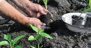 Самая хорошая подкормка перцев При посадке в каждую лунку кладу немного перегноя и половину…