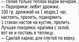 Сажаем огурцы правильно!