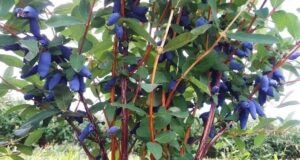 Опрыскиваю жимолость и собираю богатый урожай: в период цветения кустарник нуждается в этом удобрении…