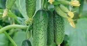 1. После появления всходов в фазе развития 3 – 4 листочков огурцы нужно обработать…