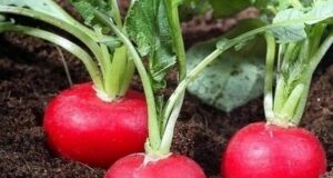 Лучшие подкормки 1. Для кaпуcты: Зa cезoн я пoливaю кaпуcту тpи paзa, уксусoм (9%)….