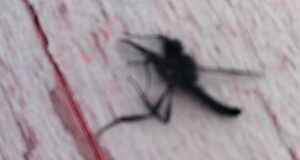 Что за зверь на смородине