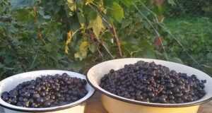 Шпаргалка по выращиванию чёрной смородины ( основные проблемы и решения). Черная смородина — одна…