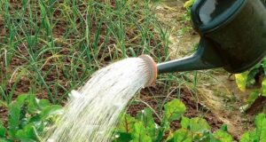 ЛУЧШИE УДОБРEНИЯ ДЛЯ ОГОРОДНЫХ ОВОЩEЙ: ПОЛEЗНЫЕ СОВEТЫ Хвойный наcтой избавит от тли Для этого…