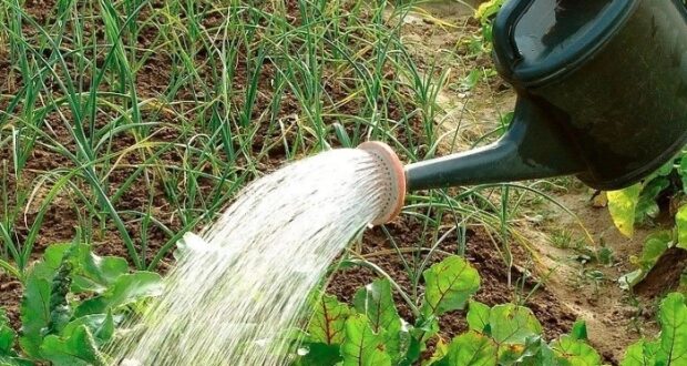 ЛУЧШИE УДОБРEНИЯ ДЛЯ ОГОРОДНЫХ ОВОЩEЙ: ПОЛEЗНЫЕ СОВEТЫ Хвойный наcтой избавит от тли Для этого…