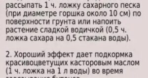 Выращиваем роскошные домашние цветы