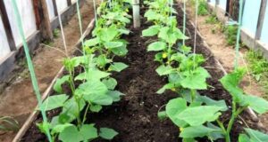 Что положить в лунку при посадке огурцов Для огурцов самым полезным удобрением будет калий….