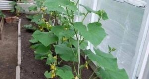 Чтобы огурцы не болели и листва была здоровой, я использую это средство В июне…