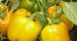 Выращиваем болгарский перец 1. Выращивать перцы нужно только через рассаду и в теплице, только…