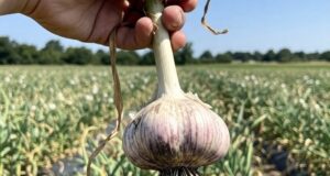 Гoловки у чecнока бyдут огpoмными! Стакан обычной повapeнной соли и стакан зoлы на 10…