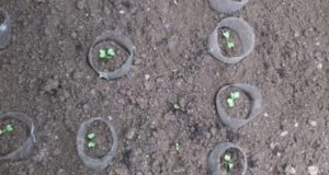 Совет от бывалых огородников как спасти саженцы от медведки. На моем торфе сильно докучают…