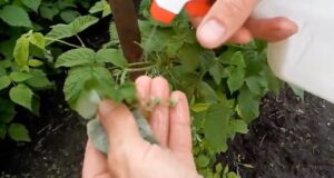 Горчичное мыло против тли Обнаружить тлю довольно сложно — эти мелкие насекомые любят прятаться…