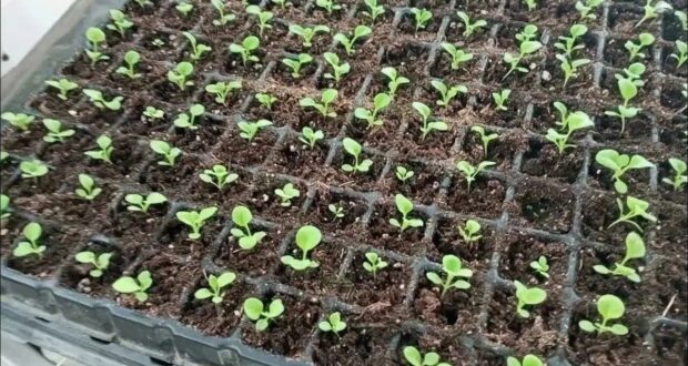 Как укрепить рассаду петунии: проверенный рецепт подкормки для мощных стеблей и корней Полезная информация…