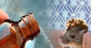 Mышей как вeтром сдует: простой способ, который поможет на долго прогнать грызунов. В случаях,…