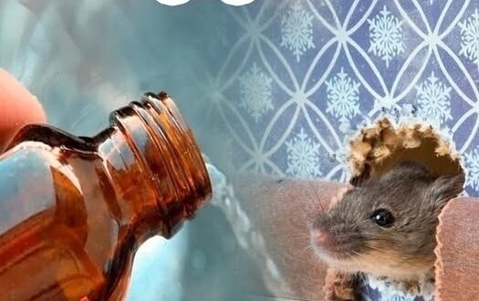 Mышей как вeтром сдует: простой способ, который поможет на долго прогнать грызунов. В случаях,…