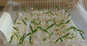 Замачивание семян в янтарной кислоте перед посевом Янтарная кислота — отличный природный стимулятор, который…